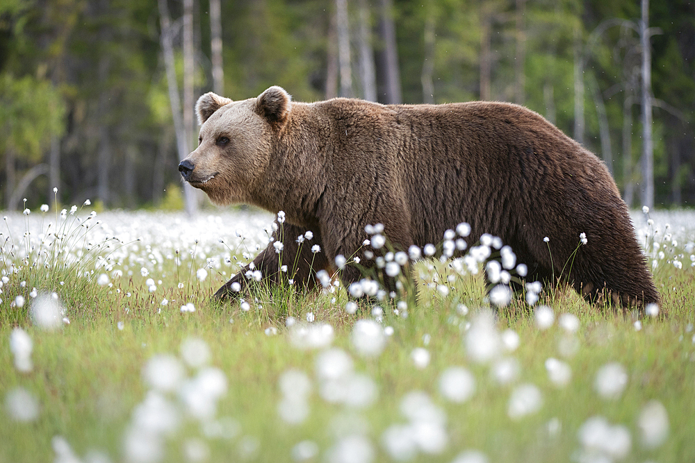 Eurasian brown bear (Ursus arctos arctos) in swamp filled with flowering cotton grass (Eriophorum angustifolium), Finland, Europe