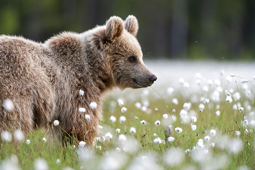 Eurasian brown bear (Ursus arctos arctos) in swamp filled with flowering cotton grass (Eriophorum angustifolium), Finland, Europe