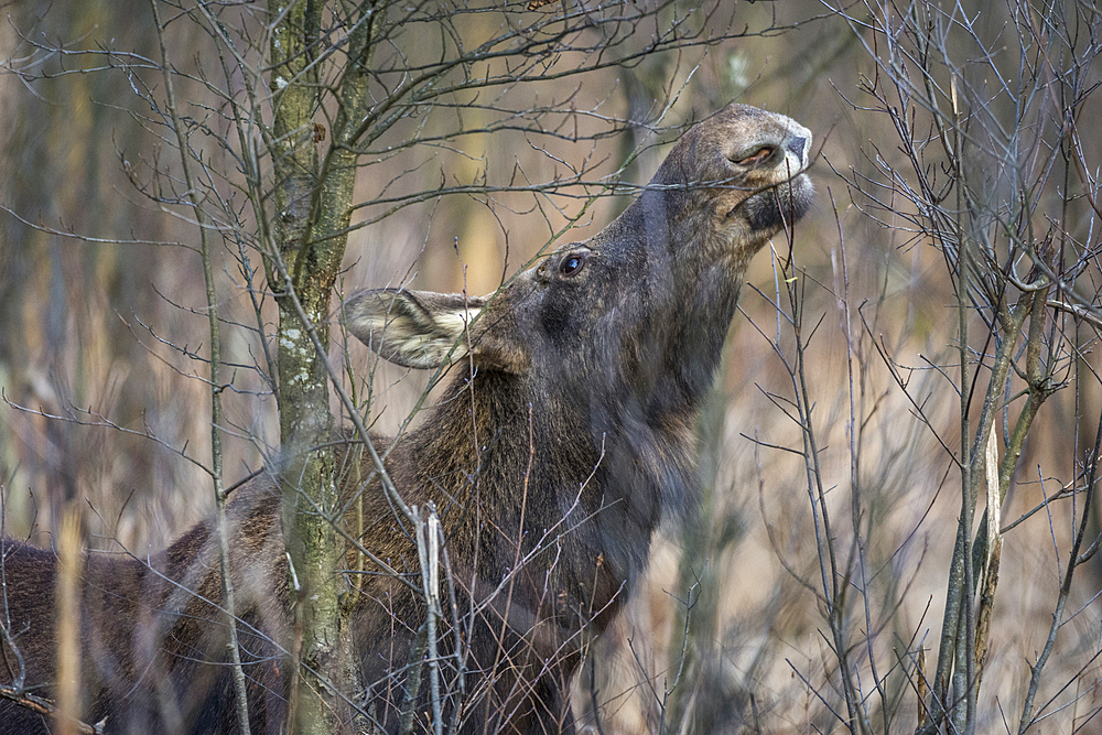 Eurasian elk (Alces alces), feeding in swamp, Biebrza National Park, Poland, Europe