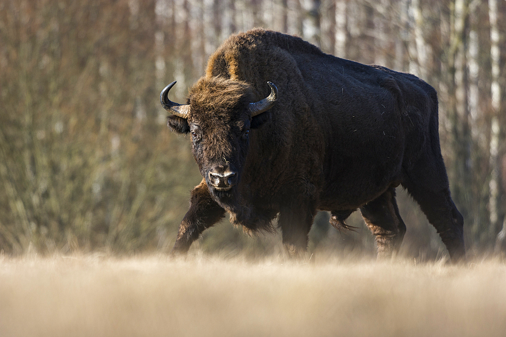 Wild European bison (Bison bonasus) walking in a meadow in winter, Bialowieza National Park, Poland, Europe