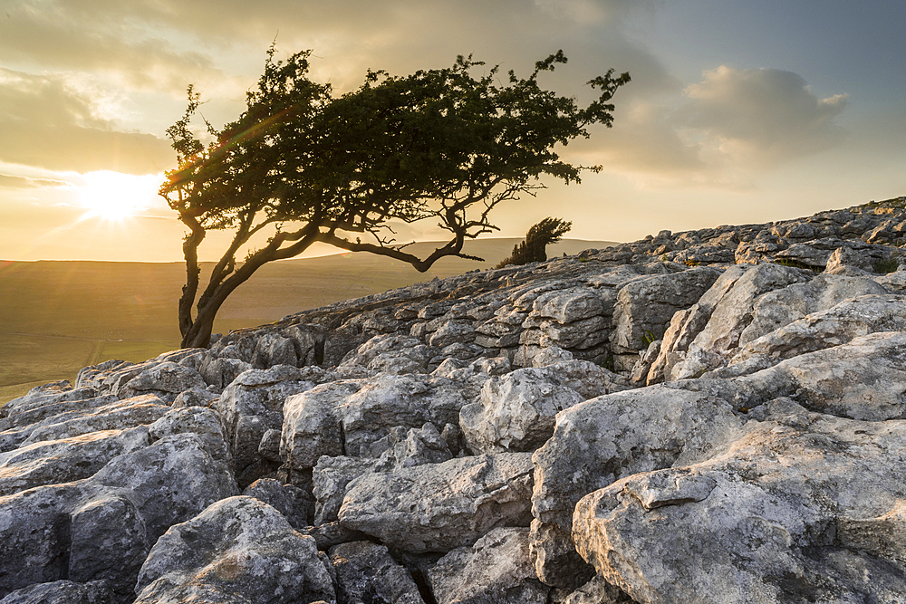 Limestone pavement and wind-bent Hawthorn tree, Twisleton Scar, evening sunlight in summer, Yorkshire Dales National Park, Yorkshire, England, United Kingdom, Europe