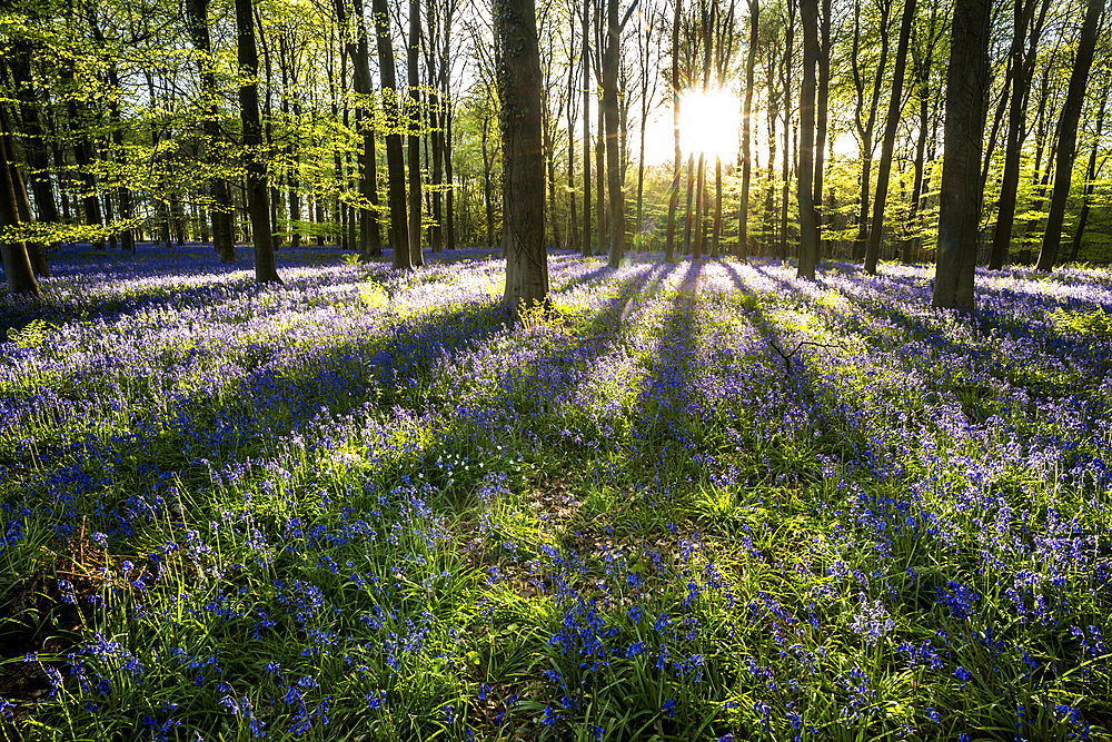 Bluebells ((Hyacinthoides non-scripta) flowering in a beechwood at sunset, United Kingdom, Europe