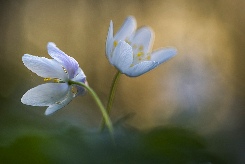 Wood anemone (Anemone nemorosa), flowering, United Kingdom, Europe