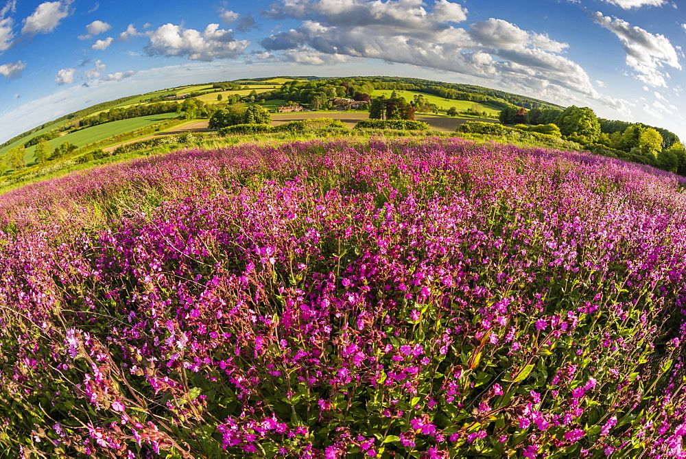 Red campion (Silene dioica), flowering mass, growing on arable farmland, evening sunlight, Kent, England, United Kingdom, Europe