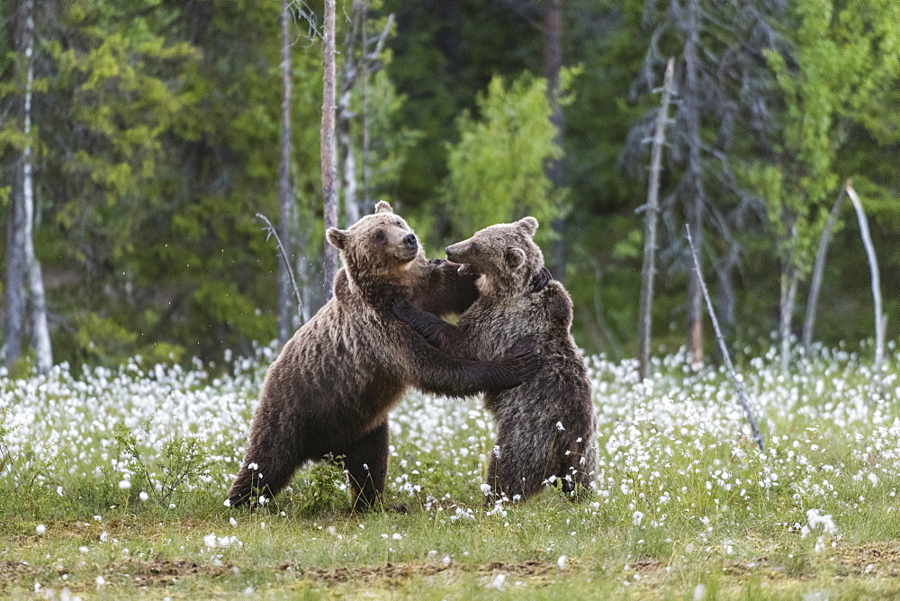 European Brown Bear (Ursus arctos arctos) sub-adults, play fighting on swamp, Suomussalmi, Finland, Europe