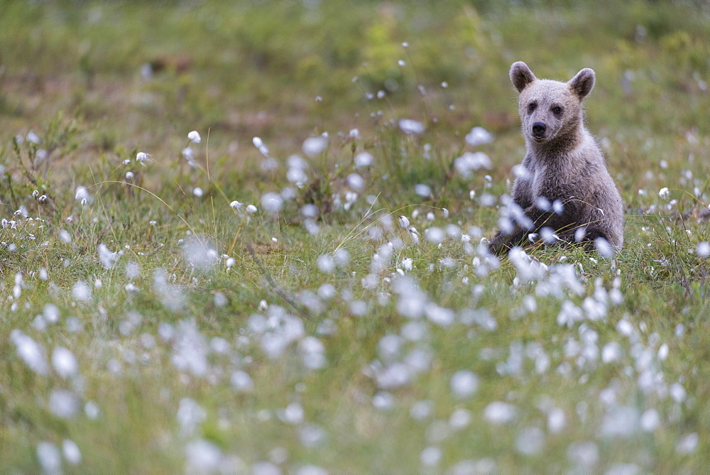 European Brown Bear (Ursus arctos arctos) cub, sitting on cotton grass filled taiga swamp, Suomussalmi, Finland, Europe