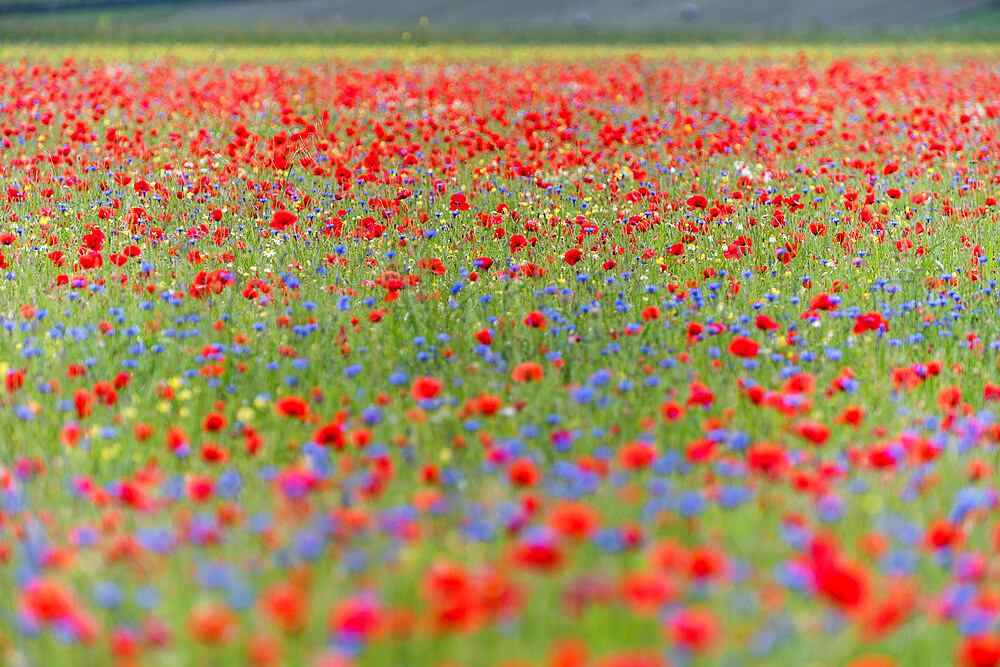 Wildflower meadow of poppies and cornflower, Monte Sibillini Mountains, Piano Grande, Umbria, Italy, Europe