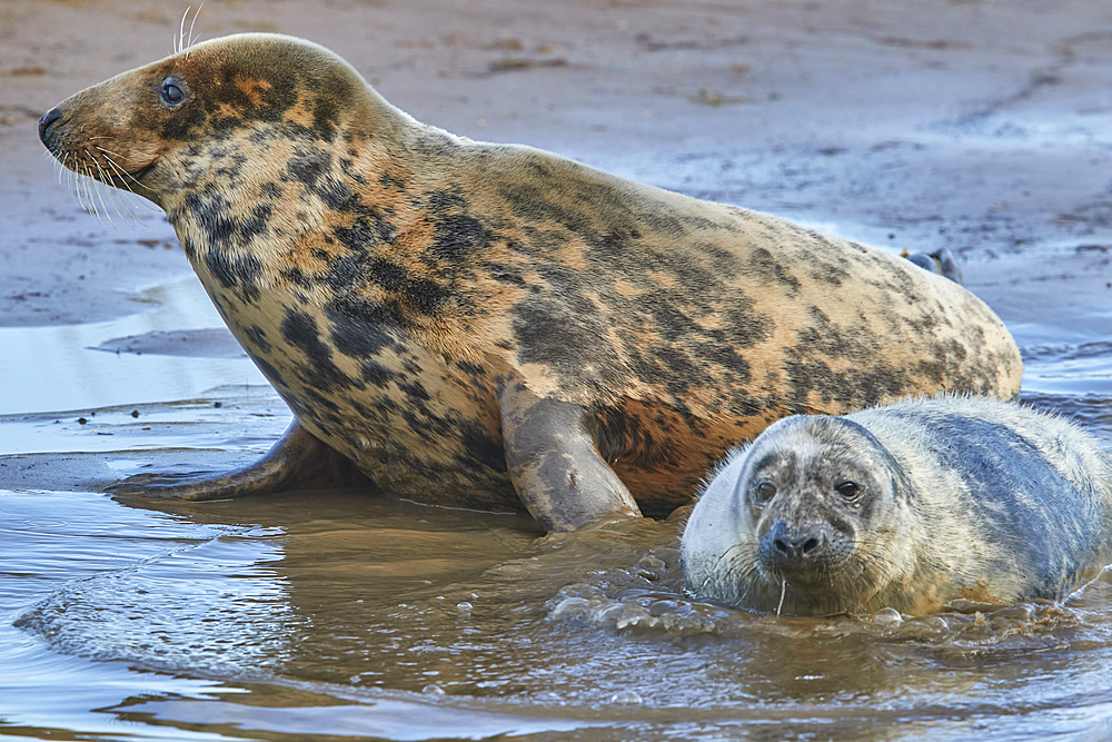 A young Grey Seal pup (Halichoerus grypus) on the shore with its mother in winter, at Donna Nook Nature Reserve, on the North Sea coast of Lincolnshire, Great Britain.