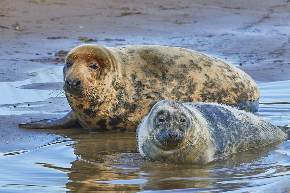 A young Grey Seal pup (Halichoerus grypus) on the shore with its mother in winter, at Donna Nook Nature Reserve, on the North Sea coast of Lincolnshire, Great Britain.