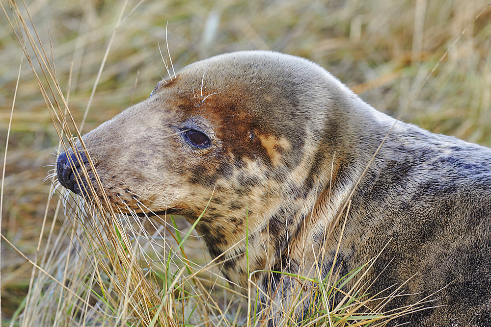 A female Grey Seal (Halichoerus grypus) on the shore in winter, at Donna Nook Nature Reserve, on the North Sea coast of Lincolnshire, Great Britain.