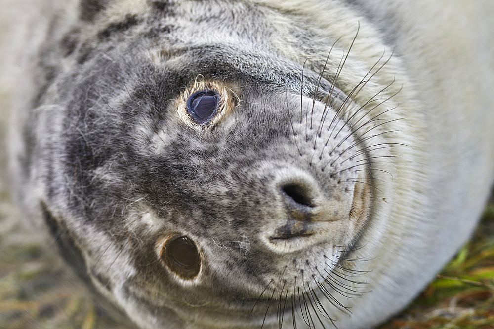 A young Grey Seal pup (Halichoerus grypus) on the shore in winter, at Donna Nook Nature Reserve, on the North Sea coast of Lincolnshire, Great Britain.