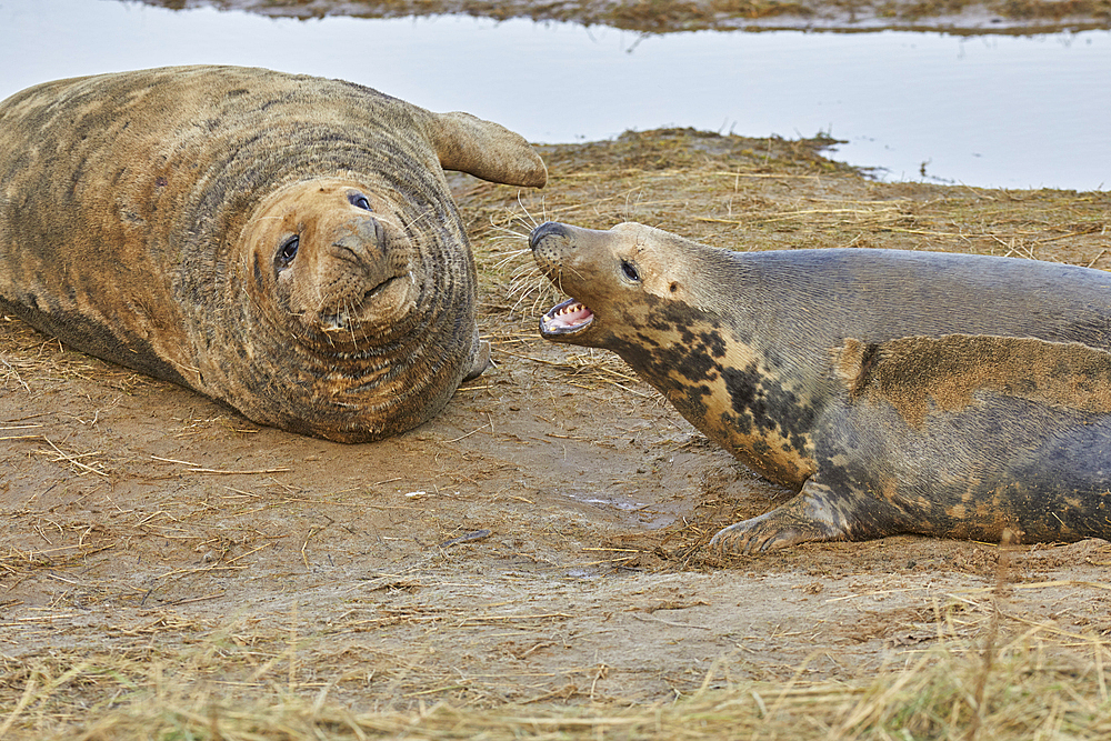 Male and female (on right) Grey Seals (Halichoerus grypus) fighting on the shore, in winter, at Donna Nook Nature Reserve, on the North Sea coast of Lincolnshire, Great Britain