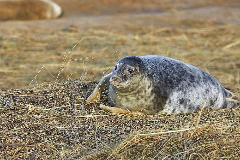 A young Grey Seal pup (Halichoerus grypus) on the shore in winter, at Donna Nook Nature Reserve, on the North Sea coast of Lincolnshire, Great Britain.