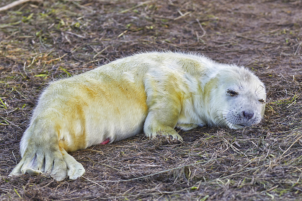 A newborn Grey Seal pup (Halichoerus grypus) on the shore in winter, at Donna Nook Nature Reserve, on the North Sea coast of Lincolnshire, Great Britain.