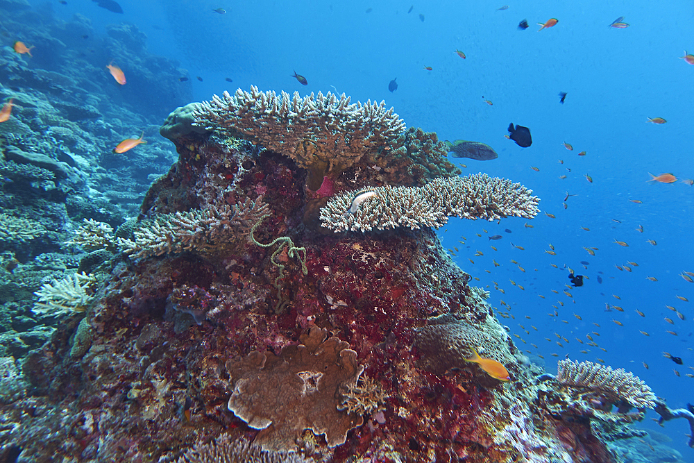 A mix of Acropora species scleractinic hard corals growing on a coral reef in Gaafu Dhaalu atoll, in the far south of the Maldives, Indian Ocean.
