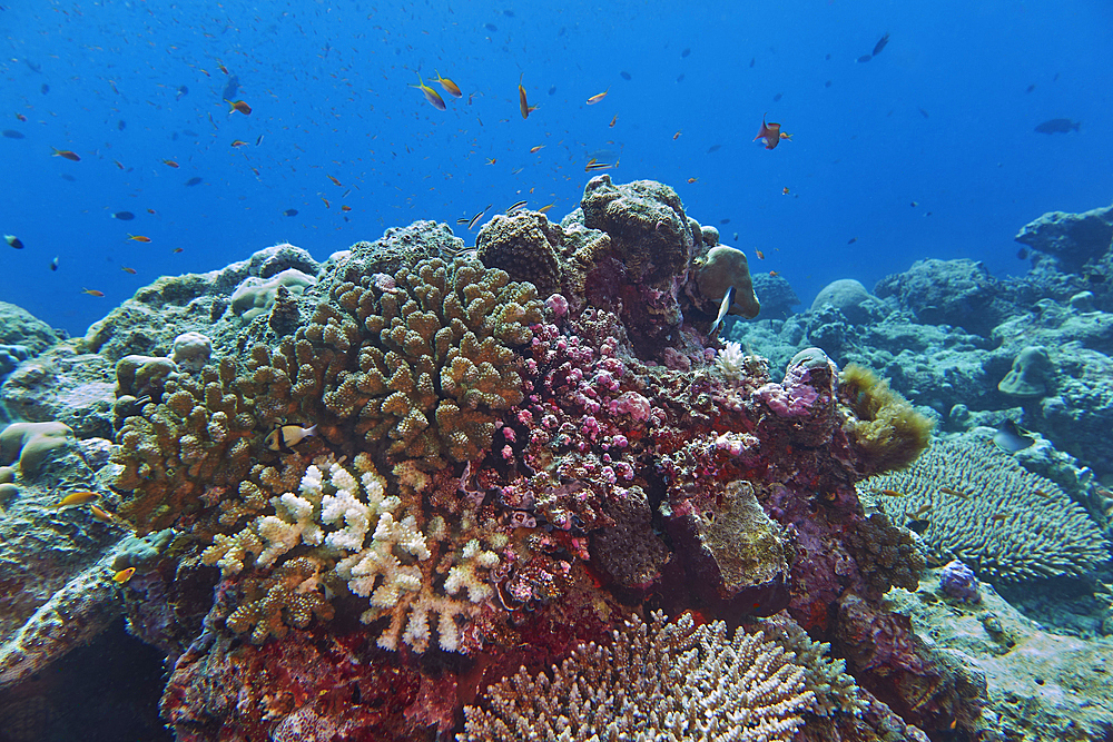 Acropora species scleractinic hard corals, showing some bleaching, growing on a coral reef in Gaafu Dhaalu atoll, in the far south of the Maldives, Indian Ocean.