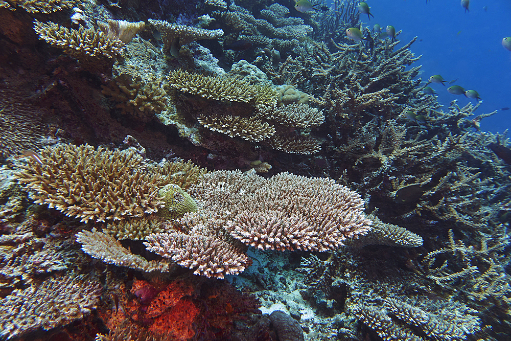 A mixture of Acropora species scleractinic hard corals, growing on a coral reef in Gaafu Dhaalu atoll, in the far south of the Maldives, Indian Ocean.