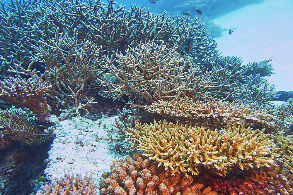 A mixture of Acropora species scleractinic hard corals, growing on a coral reef in Gaafu Dhaalu atoll, in the far south of the Maldives, Indian Ocean.