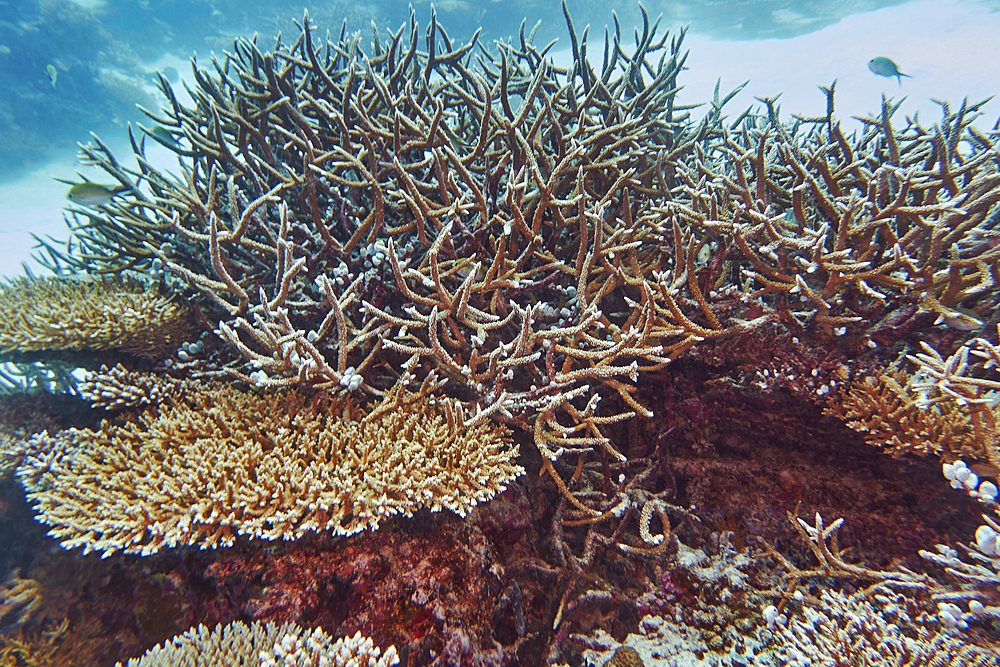 A mixture of Acropora species scleractinic hard corals, growing on a coral reef in Gaafu Dhaalu atoll, in the far south of the Maldives, Indian Ocean.