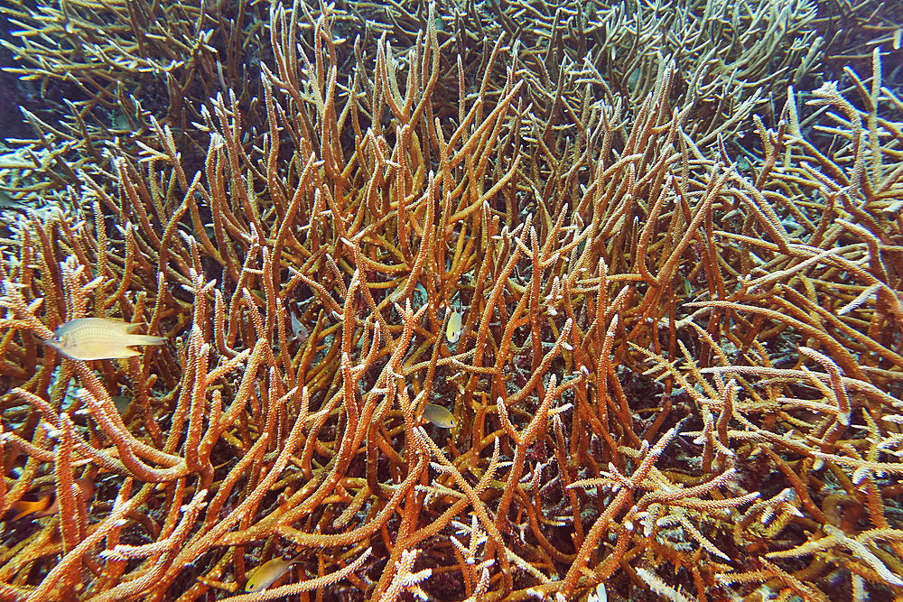 A 'forest' of Staghorn (Acropora species) hard corals, on a coral reef in Gaafu Dhaalu atoll, Maldives