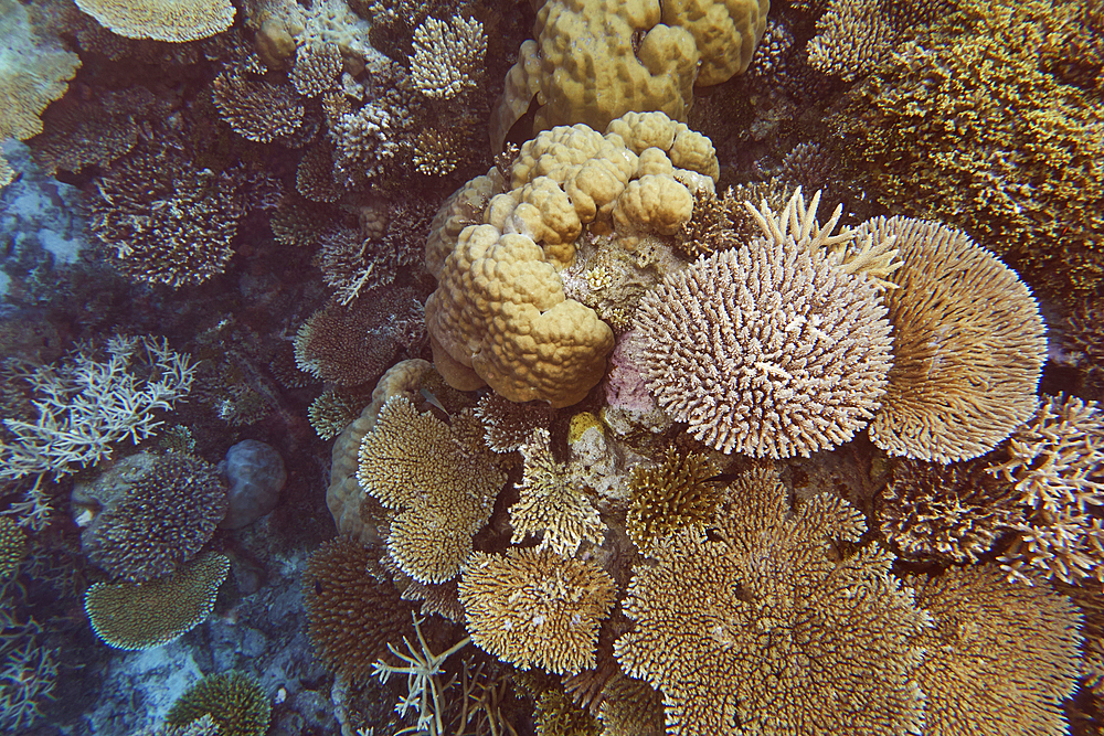 A mixture of scleractinic hard corals on a coral reef in Gaafu Dhaalu atoll, in the far south of the Maldives, Indian Ocean.