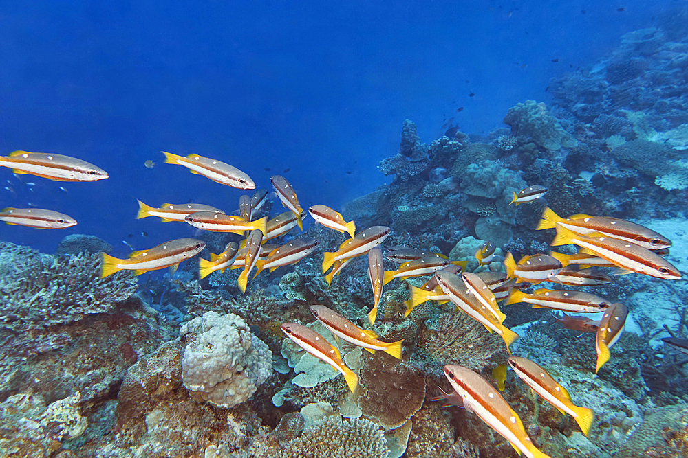Two-Spot Banded Snappers (Lutjanus biguttatus) on a coral reef in Gaafu Dhaalu atoll, in the far south of the Maldives, Indian Ocean.