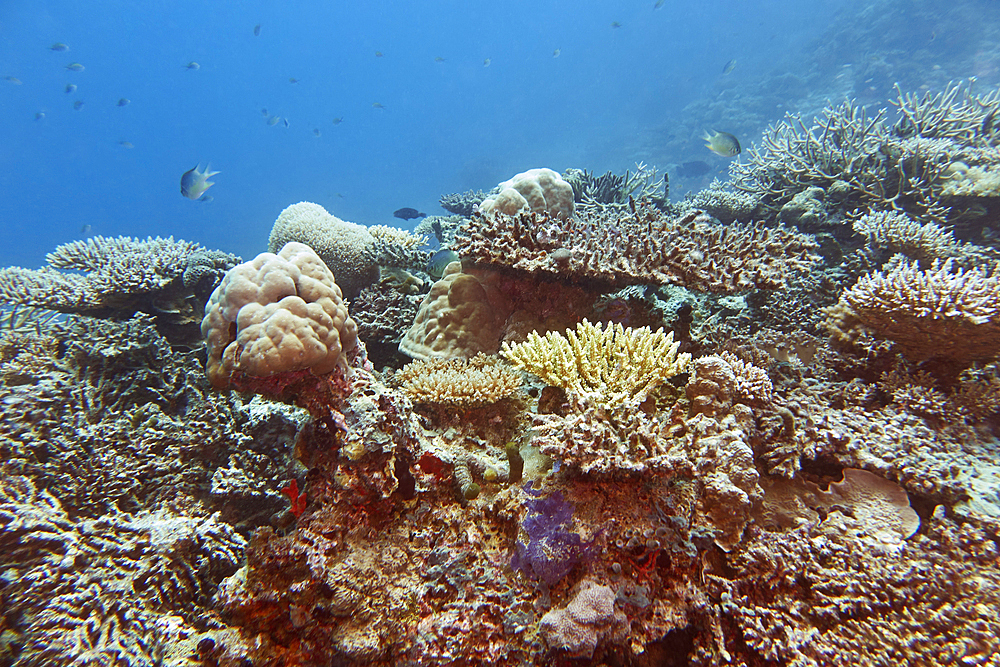 A mixture of Acropora species scleractinic hard corals, on a coral reef in Gaafu Dhaalu atoll, in the far south of the Maldives, Indian Ocean.
