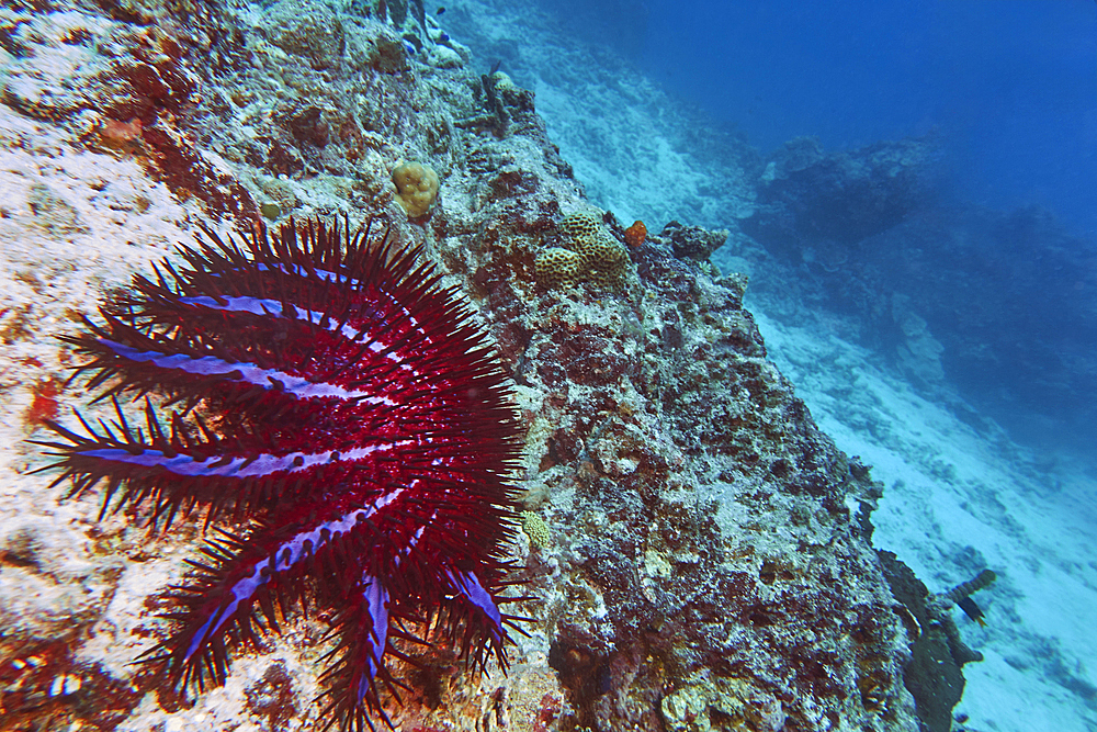 A Crown-of-Thorns starfish (Acanthaster planci) on a badly damaged section of a coral reef in Gaaful Dhaalu atoll, in the faer south of the Maldives, Indian Ocean.