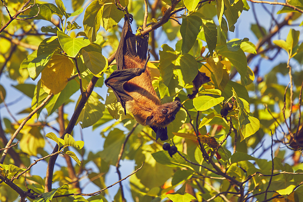 An Indian Flying Fox (Pteropus medius) feeding in a tree on Havodda Island, Gaafu Dhaalu atoll, Maldives