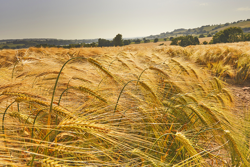A field of nearly-ripe barley, in a field near Teignmouth, Devon, Great Britain.