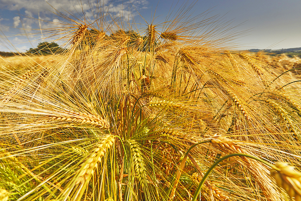 A close-up of nearly-ripe barley, in a field near Teignmouth, Devon, Great Britain.