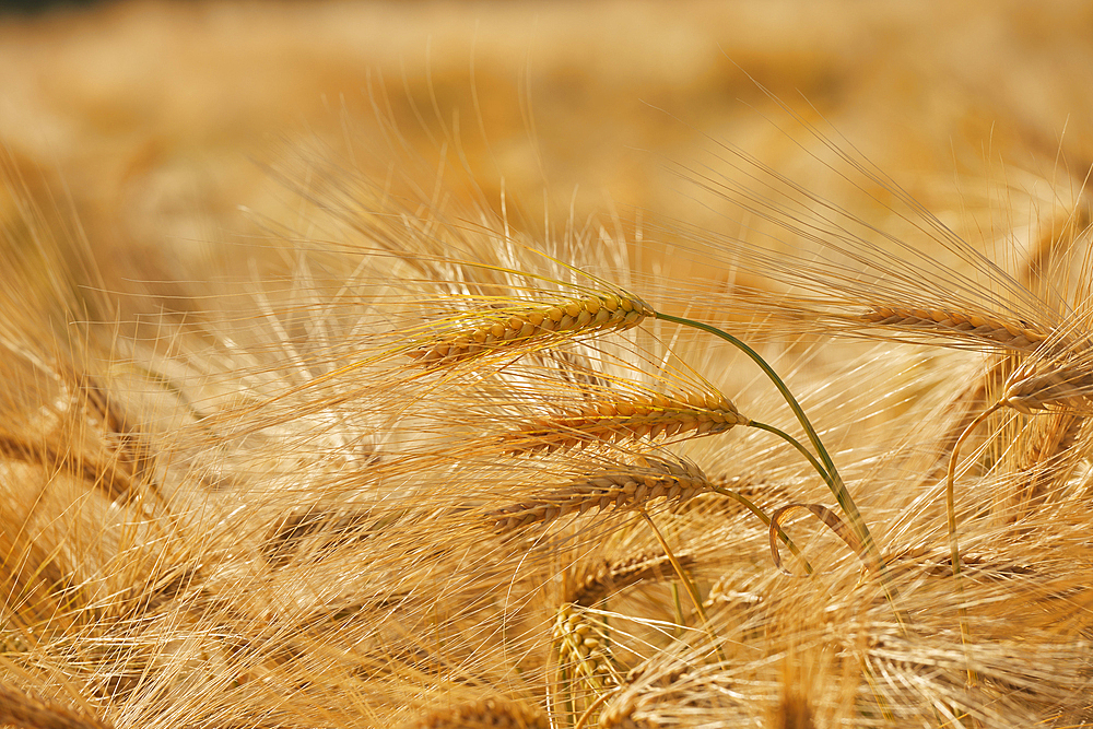 A close-up of nearly-ripe barley, in a field near Teignmouth, Devon, Great Britain.