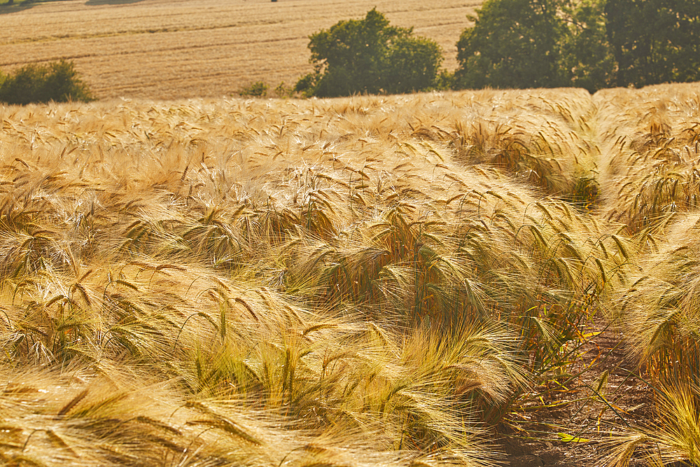 A field of nearly-ripe barley, in a field near Teignmouth, Devon, Great Britain.