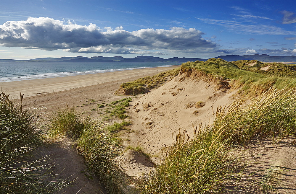 Sand dunes on Rossbeigh beach, Ring of Kerry, County Kerry, Munster, Republic of Ireland, Europe