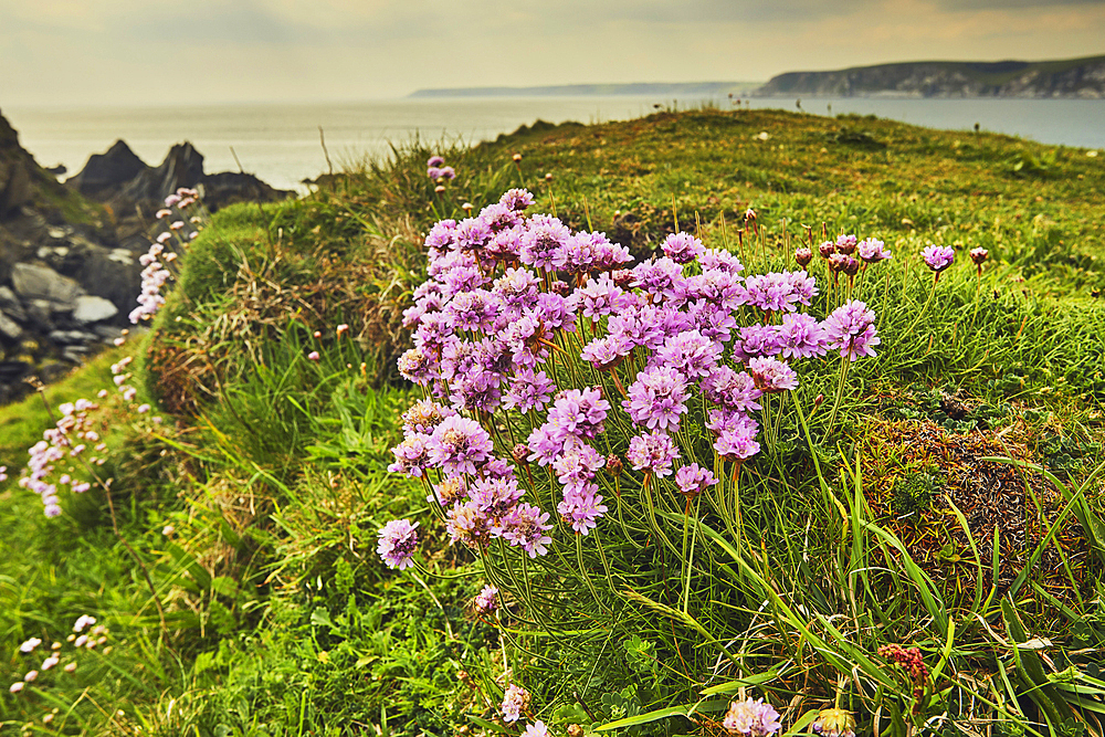 Sea Pink, or Thrift, Armeria maritima, in flower in May, on cliffs on Burgh Island, on the south Devon coast, Great Britain.