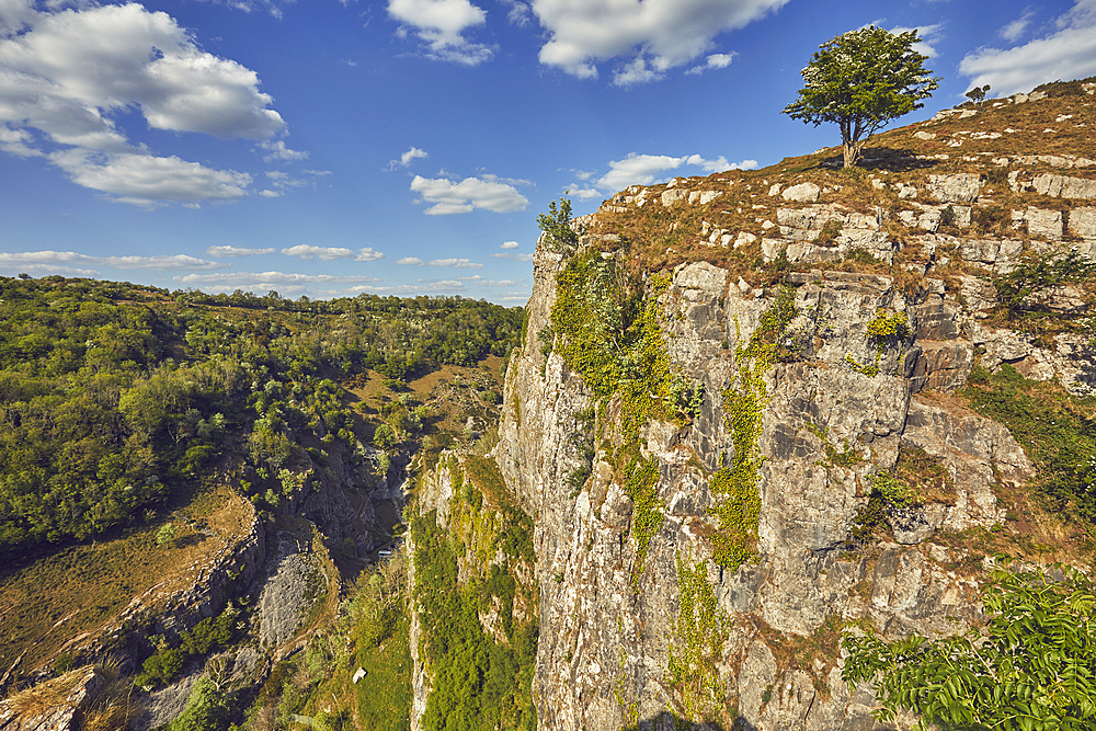 A hawthorn tree, Crataegus species, in flower in spring, on the edge of the cliffs in Cheddar Gorge, in the Mendip Hills, Somerset, Great Britain.