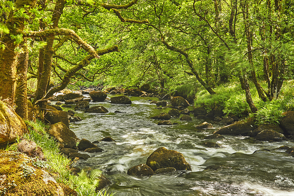 The River Dart flowing around boulders and through woodland in the Dart Valley National Nature Reserve, near Dartmeet, Dartmoor National Park, Devon, Great Britain.