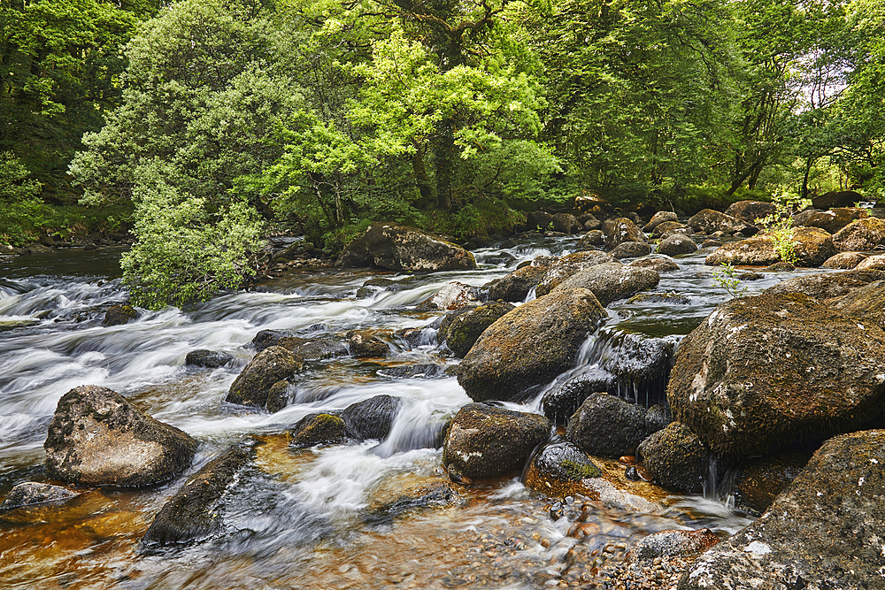 The River Dart flowing around boulders and through woodland in the Dart Valley National Nature Reserve, near Dartmeet, Dartmoor National Park, Devon, Great Britain.