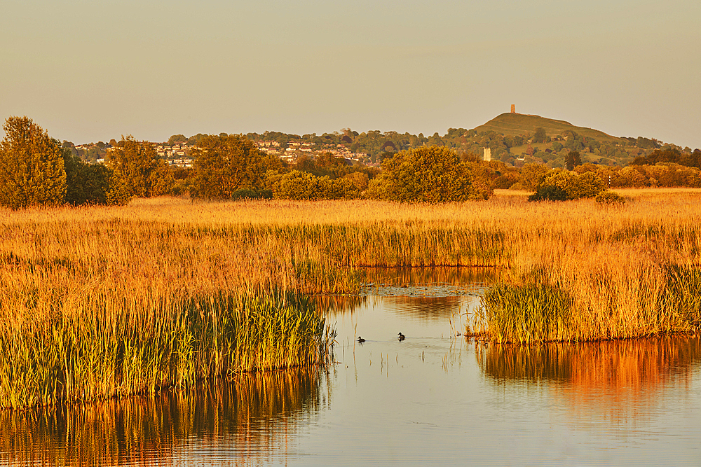 Evening sunlight view of Glastonbury Tor, seen across over Ham Wall Nature Reserve, one of the Avalon Marshes, near Glastonbury, Somerset, Great Britain.