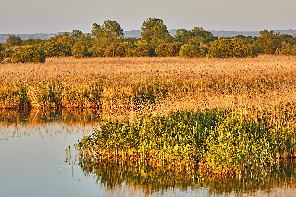 Evening sunlight in spring over Ham Wall Nature Reserve, one of the Avalon Marshes, near Glastonbury, Somerset, Great Britain.