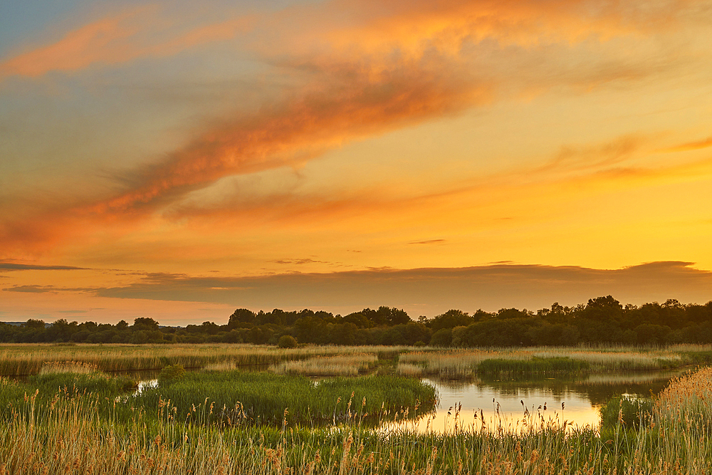 Dusk over the marshes of Ham Wall Nature Reserve, one of the Avalon Marshes, near Glastonbury, Somerset, Great Britain.