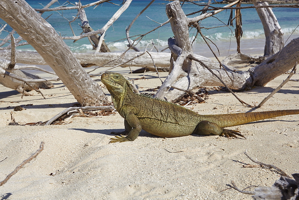 A Turks and Caicos rock iguana (Cyclura carinata), on Little Water Cay, Providenciales, Turks and Caicos, in the Caribbean, West Indies, Central America