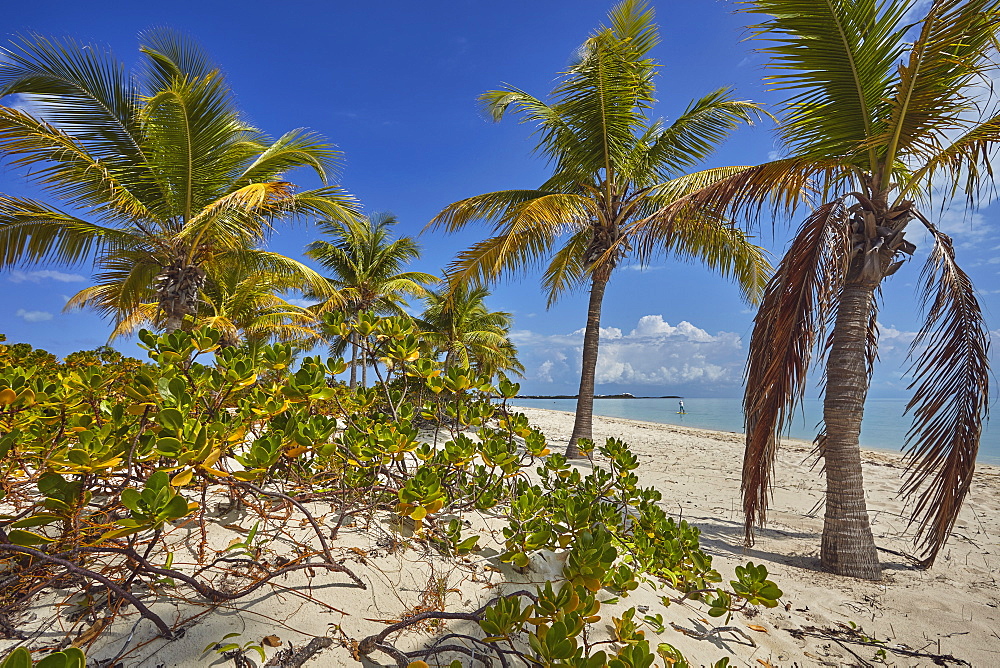 Vegetation along Long Bay Beach, on the south coast of Providenciales, Turks and Caicos, West Indies, Central America