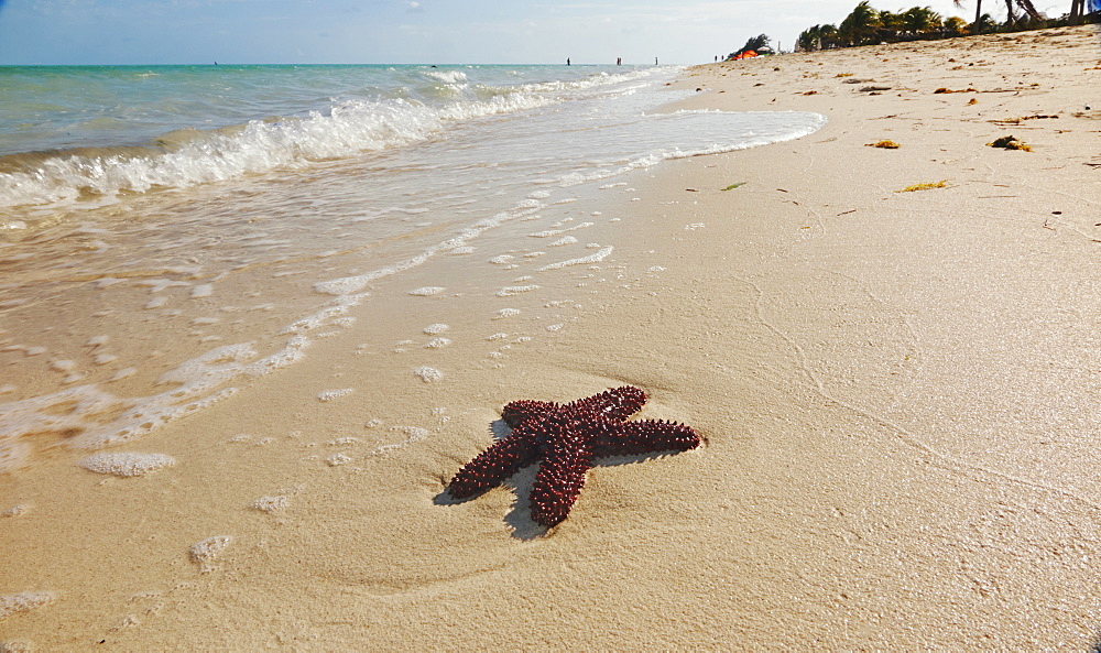 A starfish along the shore of Long Bay beach, Providenciales, Turks and Caicos, in the Caribbean, West Indies, Central America