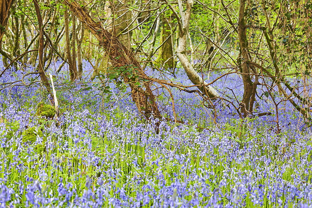 Bluebells in flower in Lady's Wood, near South Brent, Devon, England, United Kingdom, Europe