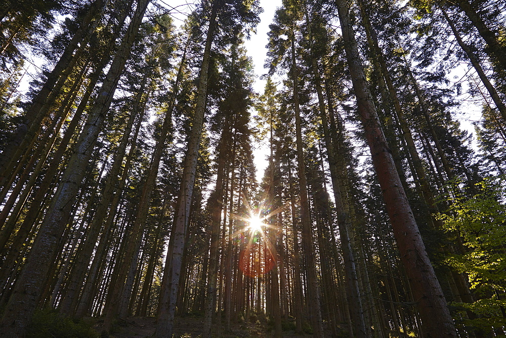 Conifer plantation in Plymbridge Woods, Plymouth, Devon, England, United Kingdom, Europe