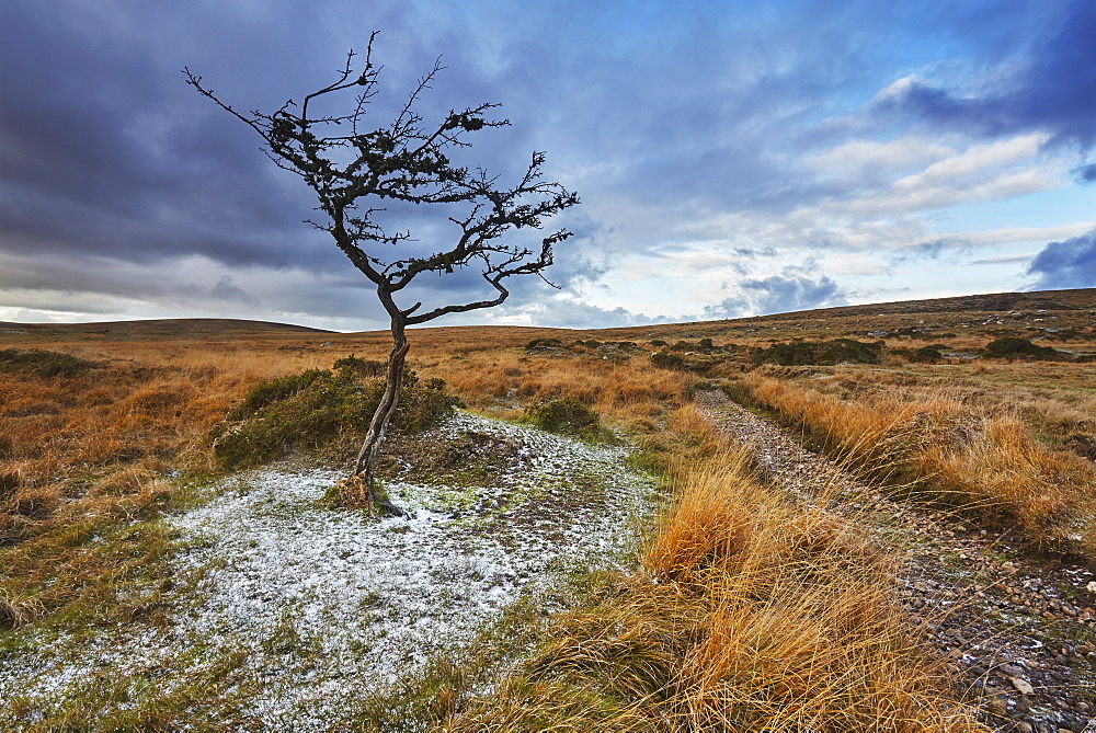 An autumnal view of a wind-gnarled hawthorn tree, on moorland on Gidleigh Common, Dartmoor National Park, Devon, England, United Kingdom, Europe