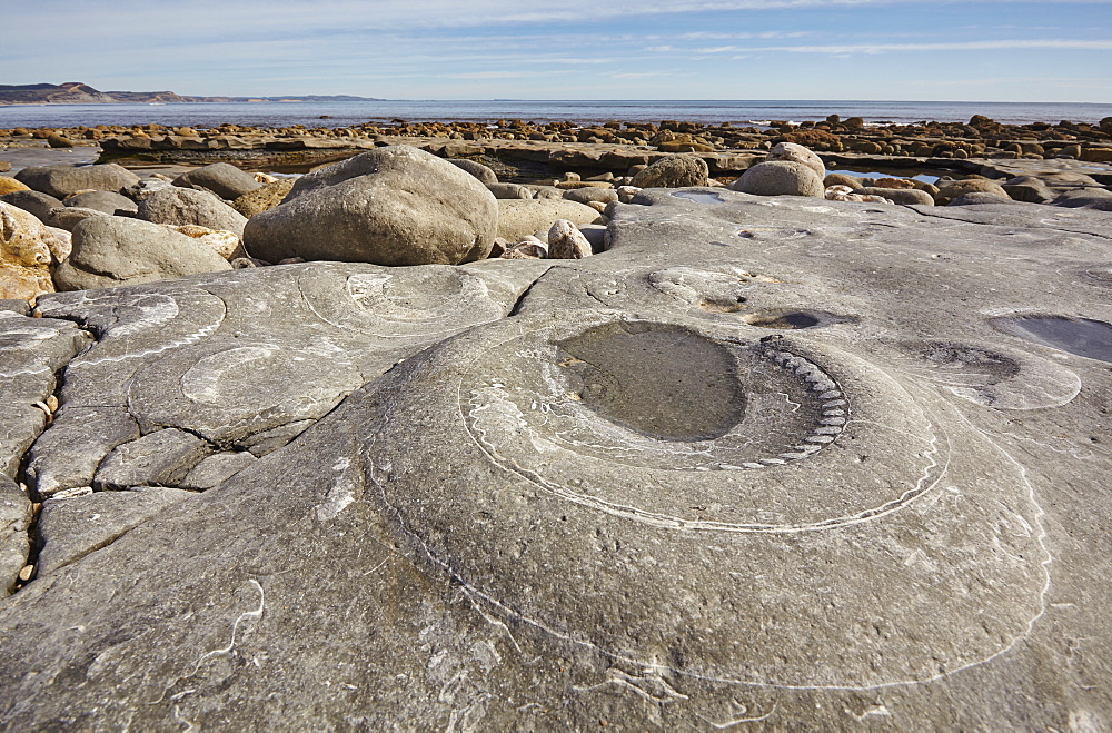 An Ammonite fossil embedded in rocks on Monmouth Beach, near Lyme Regis, Jurassic Coast, UNESCO World Heritage Site, Dorset, England, United Kingdom, Europe