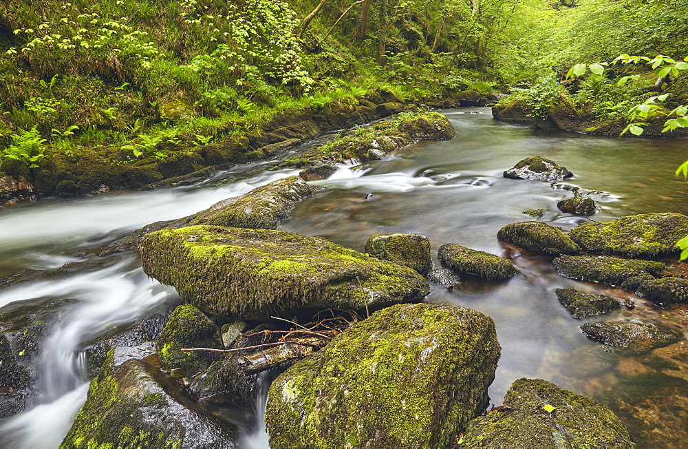 The East Lyn River flowing through ancient woodland at Watersmeet, near Lynmouth, in Exmoor National Park, Devon, England, United Kingdom, Europe