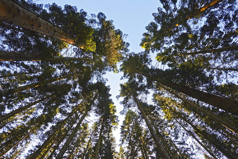 Conifer plantation in Plymbridge Woods, Plymouth, Devon, England, United Kingdom, Europe